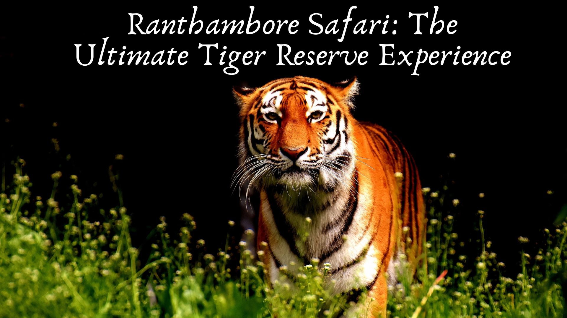 Ranthambore Safari: The Ultimate Tiger Reserve Experience